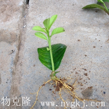 台湾荣威植物克隆，一叶成苗