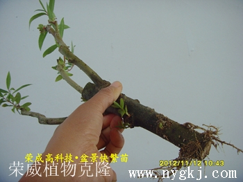 台湾荣威植物克隆，繁育盆景