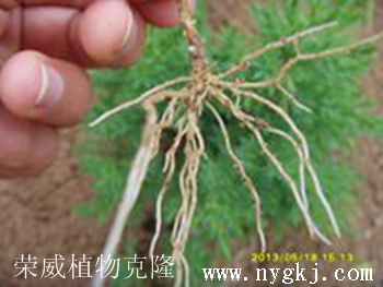 台湾荣威植物克隆，根系发达