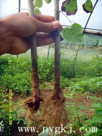台湾荣威植物克隆，粗枝直接育成大苗