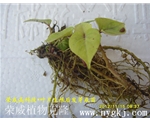 台湾红薯叶片克隆生根发芽成苗